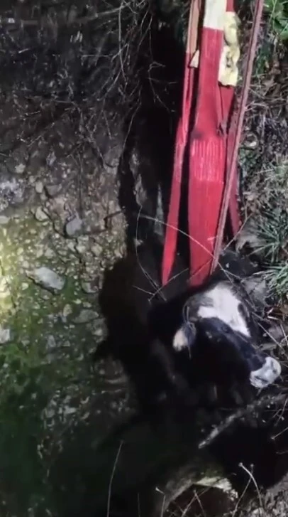 15 metrelik kuyuya düşen inek, 3 saatte kurtarıldı
