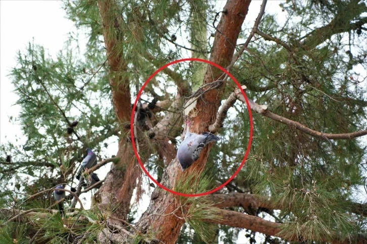 Ağaçta asılı kalan güvercini itfaiye kurtardı
