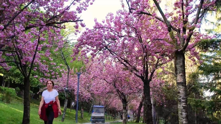 Baharın müjdeleyicisi sakura ağaçlarının renkli çiçekleri görsel şölen sunuyor
