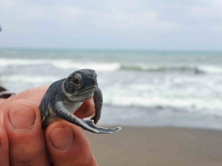 Hatay’da yavru kaplumbağalar denizle buluştu