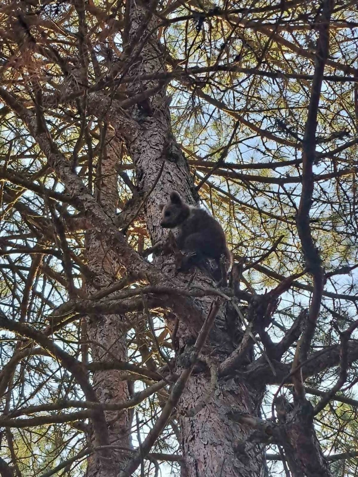 İnsanlardan korkan yavru ayı 15 metrelik ağaca tırmandı
