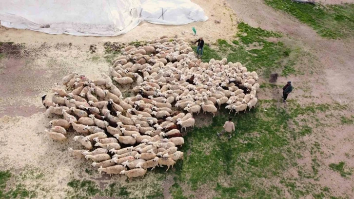 Öğretmenliği bıraktı, köyüne dönüp koyun yetiştiriciliğine başladı
