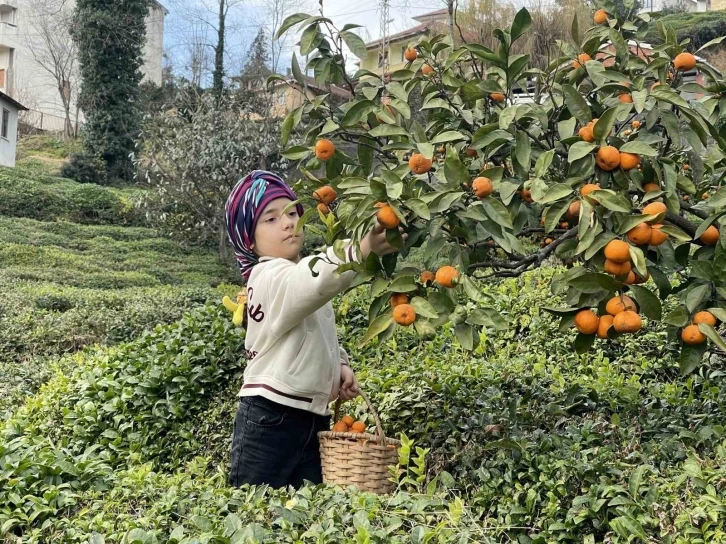 Rizeli çiftçiler yazın çay, kışın mandalina toplayarak geçimlerini sağlıyor
