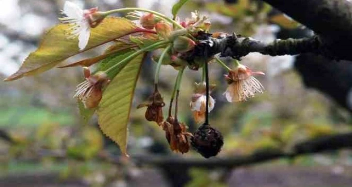 Sert çekirdekli meyve ağaçlarında ‘çiçek monilyası’ ilaçlama zamanı