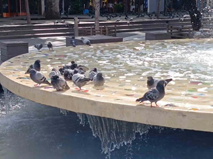 Sıcaktan bunalan güvercinler havuzda keyif yaptı
