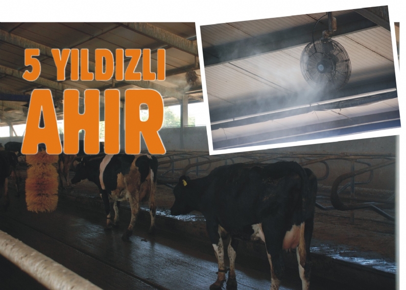 Tokat`ın Turhal ilçesinde 5 bin 415 dekarlık arazi üzerine kurulu olan Kazova Vasfi Diren Tarım İşletmesi`nde sıcaklık stresi altındaki süt sığırları su püskürtmeli fanlarla serinletiliyor. İşletmenin süt sığırlarının süt ve