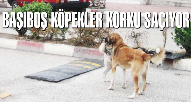 Niksar`ın kent merkezindeki sokaklarda gruplar halinde gezen başıboş köpekler, özellikle yolda çocuklarıyla yürüyen insanları korkutuyor.