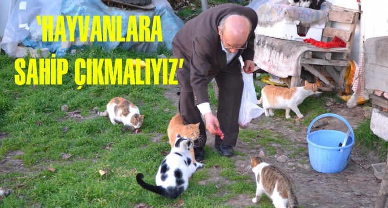 Niksar`da yaşayan 68 yaşındaki emekli hakim Mustafa Saim Tahmiscioğlu, evinde ve bahçesinde 30`den fazla kedi besliyor. Tahmiscioğlu, Niksar Belediyesinin sokak hayvanlarıyla alakalı çalışma yapılmasını istedi.