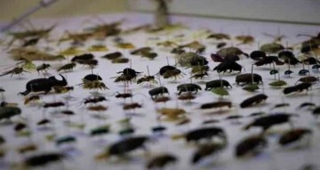 10 yılda topladıkları 200 bin böceği müzede sergilemek istiyorlar