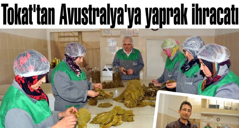 Tokat`ın Erbaa ilçesinde, yörede üretilen asma yaprağını salamura şeklinde paketleyen firma, Avustralya`ya ihracat gerçekleştirdi.
