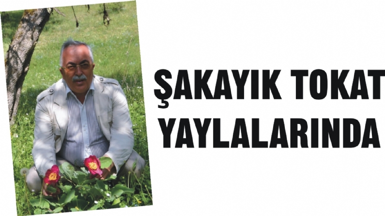 EXPO 2016 Antalya`nın sembol çiçeği seçilen Şakayık Tokat yaylalarında görüntülendi.
