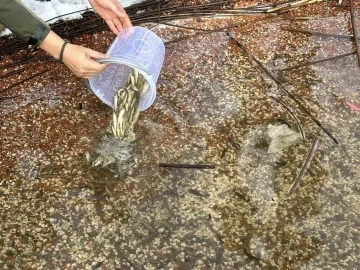 Abant Gölü Milli Parkı’na 3 bin 500 yavru balık bırakıldı
