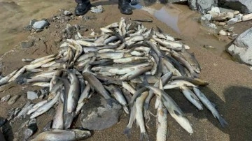 Akarsu ıslahı çalışmasında suya çimento karışınca binlerce balık telef oldu