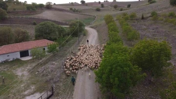 Amasya’da koyun sürülerinin yayla göçü erken başladı

