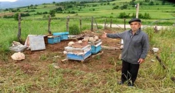 Amasya’da köylere inen ayılar arı kovanlarına saldırdı