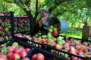 Amasya’nın 2 bin yıllık sembolü misket elmasının hasadı başladı