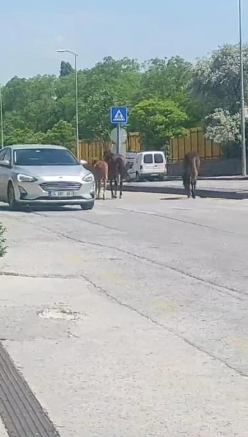 Ankara’da yolda dolaşan sahipsiz atlar trafiği tehlikeye soktu
