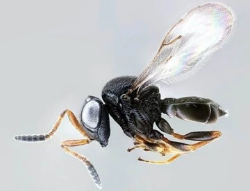 Arıcılar endişeliydi: “Samuray arıları bal arılarına zarar vermiyor”