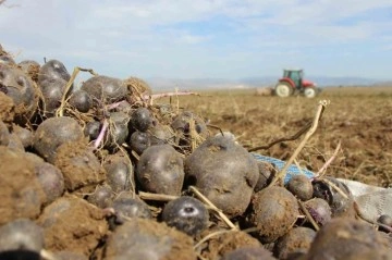 Avrupalı kadınların gözdesi mor patatesin üretimi Anadolu’ya yayılıyor