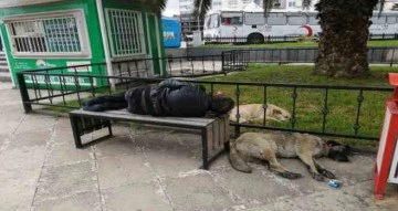 Bankta uyuyan ’Red Kit’i yanına yatan sokak köpekleri korudu