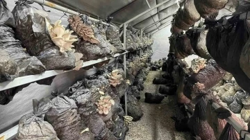 Beyşehir’de mantar üretimi üreticilerin gözdesi oldu

