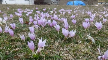 Bolu’da mevsimler karıştı: Bahar çiçekleri açtı
