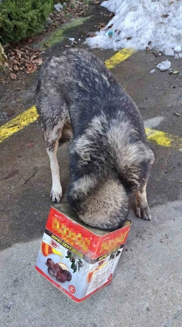 Bolu Dağı’nda yiyecek arayan köpek kafasını tenekeye sıkıştırdı

