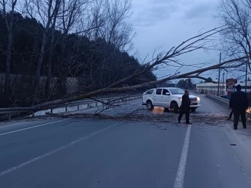 Bolu-Mudurnu yolunda devrilen ağaç yolu trafiğe kapattı
