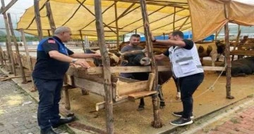 Canik Hayvan Pazarı açıldı: Küpesiz ve pasaportsuz kurbanlıklar alınmıyor