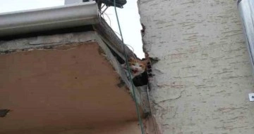 Çatıda mahsur kalan "Arsız” kedi 5 gün sonra kurtarıldı