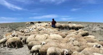 Çetindağ: Ülke genelinde çoban sıkıntısı yaşanıyor
