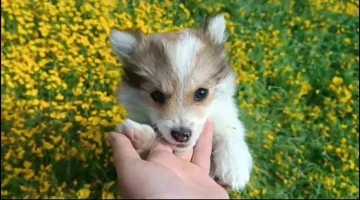 Çiçekler arasında oynayan sevimli köpeklerin halleri gülümsetti
