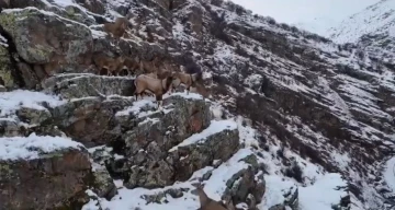 Dağları süsleyen dağ keçileri engebeli arazide drone ile görüntülendi
