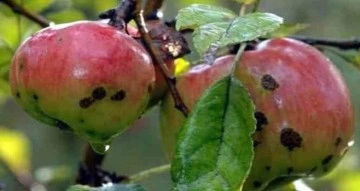 Elma, armut ve şeftali üreticilerinin alması gereken acil önlemler