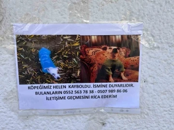 Eskişehir’de kayıp hayvan ilanları artıyor
