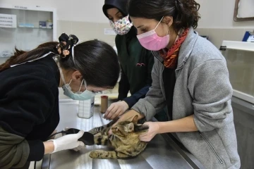 Karadeniz’in kamuya ait tek hayvan hastanesinde 6 bin 580 hayvan tedavi edildi
