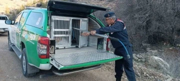 Karaman’da çukura düşen tilki kurtarıldı
