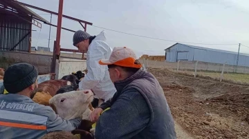 Kırşehir’de, şap aşılama programıyla hayvan varlığı güncelleniyor
