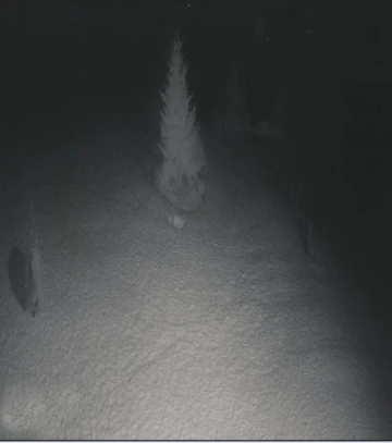 Kış uykusundan uyanan ayı yiyecek ararken görüntülendi
