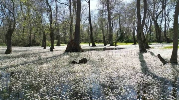 Kızılırmak Deltası’nda bahar güzelliği
