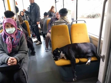 Köpek koltukta uyudu, yolcu ayakta seyahat yaptı
