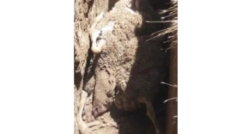 Kurban Bayram’ı öncesi besiciye büyük şok ağıla giren kurt, 59 koyunu telef etti
