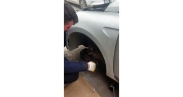 Otomobil tekerleğine sıkışan yavru kangal kurtarıldı
