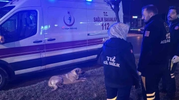Sağlık çalışanları yağmurlu havada yaralı köpeğin başında dakikalarca bekledi
