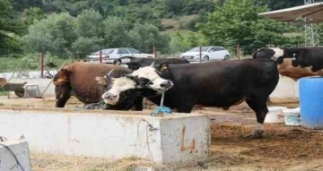 Samsun Hayvan Sağlık Zabıtası Komisyonu kararı: Hayvan pazarı satış yerleri kapalı tutulacak