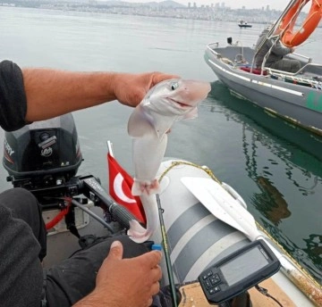 Samsun’da balıkçıların oltasına camgöz köpekbalığı takıldı