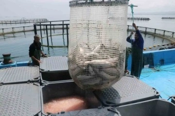 Samsun’da kültür balığında hedef 14 bin ton