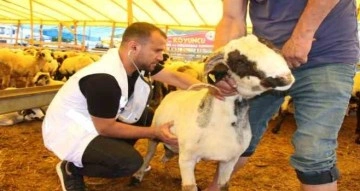 Samsun’da veteriner kontrolünde kurban satışı