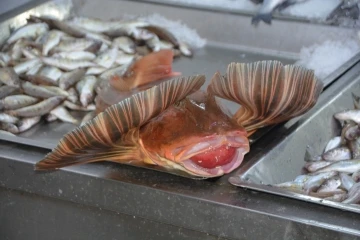 Sinop’ta 4 kiloluk kırlangıç balığı yakalandı
