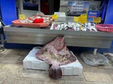 Sinop’ta dev kalkan balığı 11 bin 500 lira
